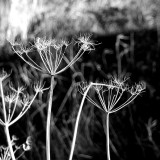 Reaching for the sun