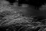 The noontide sun<br>30 January 2013 (489)