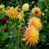 Dahlia X