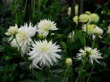 Dahlia XI