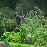 The Vegetable Garden