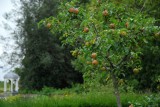 The orchard I