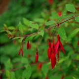 The fuchsias bright