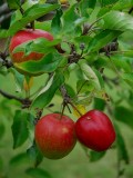 The orchard II