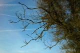 Poetree II