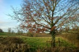 And fling my wanton arms<br>16 February 2013 (502)