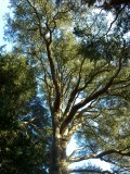 Reaching for the sun