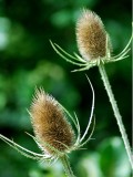 More teasels