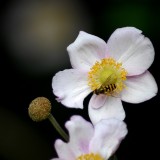 Pollen