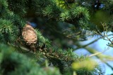 Cone