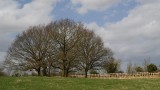 Deer fence...