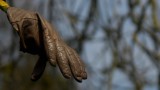 Glove tree