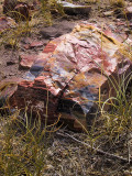 01-08 Petrified Forest 3.jpg