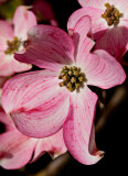 11-05 Dogwood 3.jpg