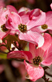 11-05 Dogwood 4.jpg