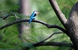 Teugelijsvogel - Halcyon malimbica - Blue-breasted Kingfisher