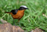 Schubkaplawaaimaker - Cossypha albicapillus - White-Crowned Robin-Chat 