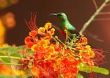 Feenhoningzuiger - Cinnyris pulchellus - Beautiful Sunbird