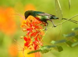 Feenhoningzuiger - Cinnyris pulchellus - Beautiful Sunbird
