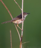 Roestflankprinia - Prinia subflava - Tawny-flanked Prinia