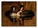 Fuut - Great Crested Grebe 