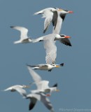 Lesser Crested Tern - Caspian Tern