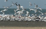 Lesser Crested Tern - Caspian Tern