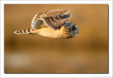 Velduil - Short-eared Owl 2013