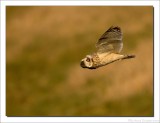 Velduil - Asio flammeus - Short-eared Owl