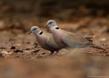 Wijntortel - Streptopelia vinacea - Vinaceous Dove