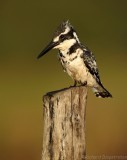 Bonte IJsvogel - Ceryle rudis - Pied Kingfisher