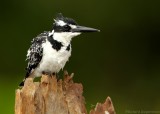 Bonte IJsvogel - Ceryle rudis - Pied Kingfisher