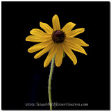 Texas Wildflowers - Maximilian Sunflower 2