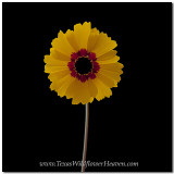 Texas Wildflowers - Coreopsis 2