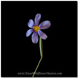 Texas Wildflowers Celestial Nemastylis 2