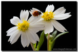 Texas Wildflowers - Ladybug on Blackfoot Daisies 2