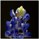 Texas Wildflowers - Bluebonnets and Ladybugs