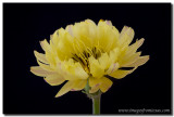 Texas Wildflowers - the Texas Dandelion