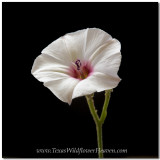 Texas Wildflowers - Bindweed