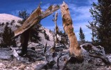 Ancient Bristlecone Pine at 12,000 ft elevation