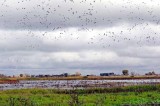 Delta geese away from shotguns