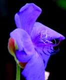 Flowers From the Garden