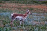 Custer State Park,SDak