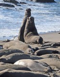 Elephant Seals of Piedras Blancas