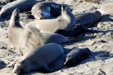 Elephant Seals of Piedras Blancas