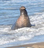 Elephant Seals of Piedras Blancas