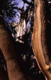 Ancient Bristlecone Pine at 12,000 elevation