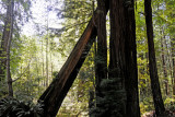 California Redwoods,Humboldt County.California