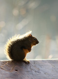Sunlit Squirrel.jpg