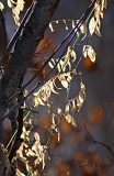 Sunlit leaves.jpg